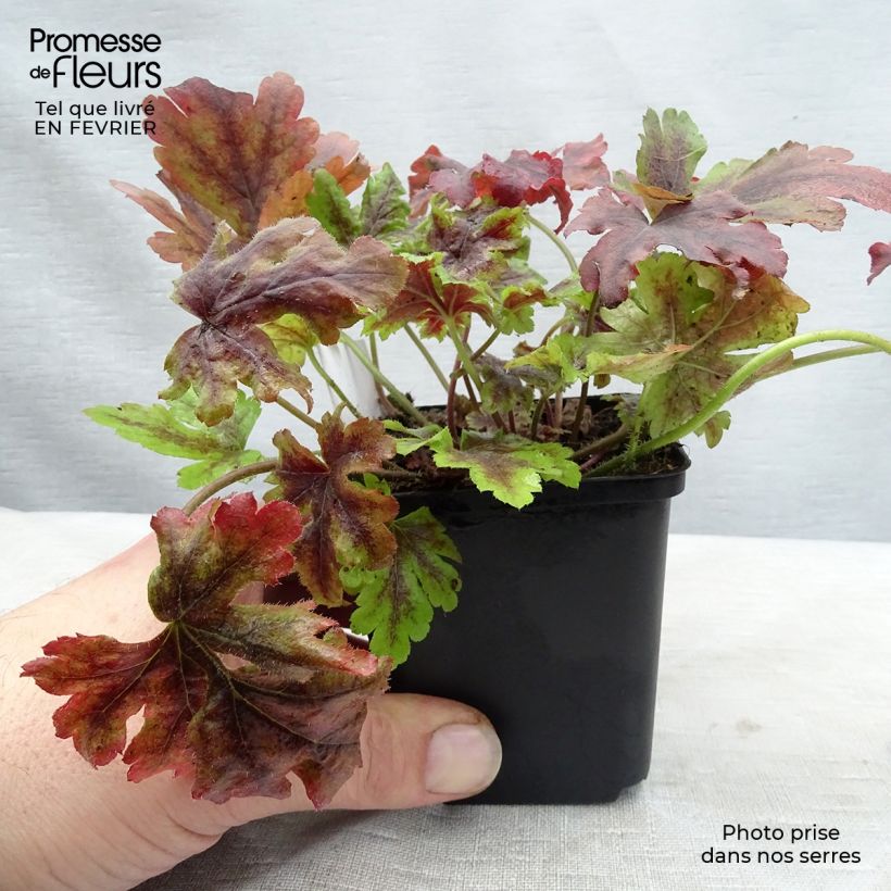 Exemplar von Heucherella Golden Zebra Godet de 9cm wie im Winter geliefert