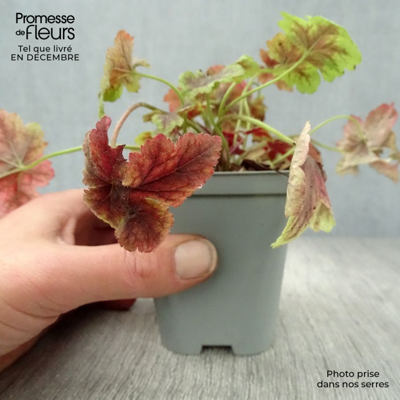 Exemplar von Heucherella Golden Zebra - Schaumglöckchen wie im Winter geliefert