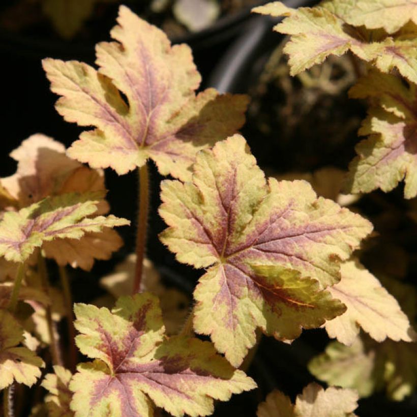 Heucherella Golden Zebra - Schaumglöckchen (Laub)