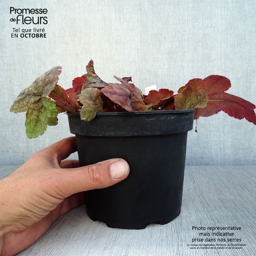 Exemplar von Heucherella Redstone Fall en pot de 2L/3L wie im Herbst geliefert