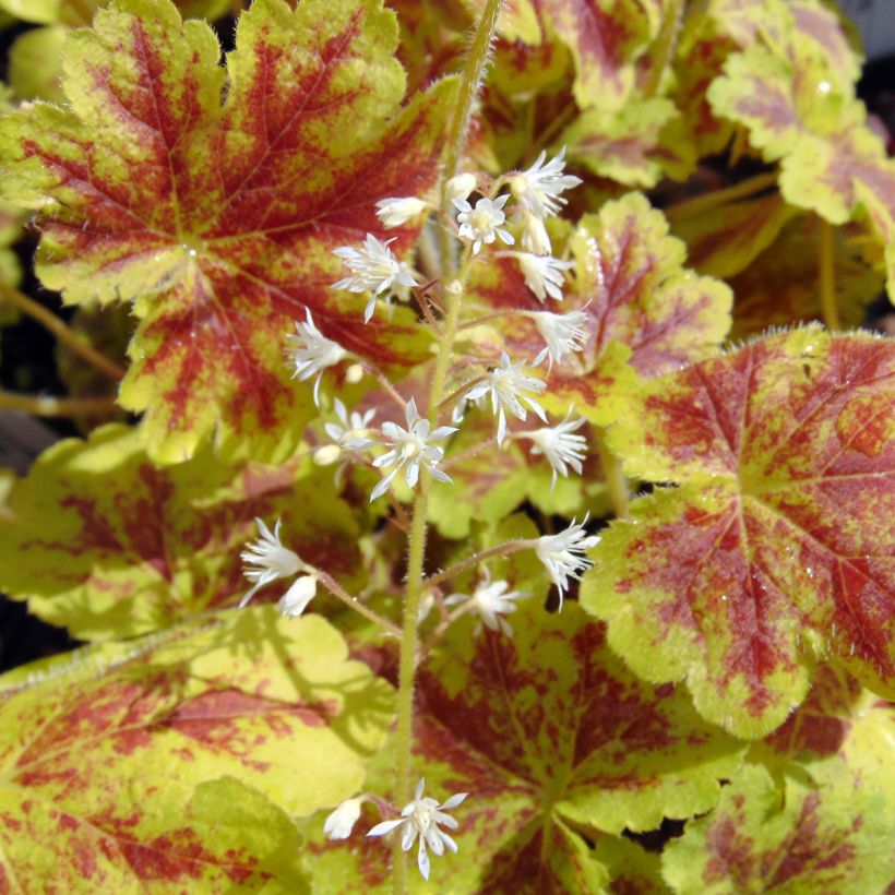 Heucherella Solar Eclipse - Schaumglöckchen (Blüte)