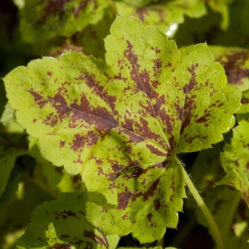 Heucherella Solar Power - Schaumglöckchen (Laub)