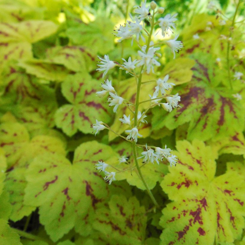 Heucherella Solar Power - Schaumglöckchen (Blüte)