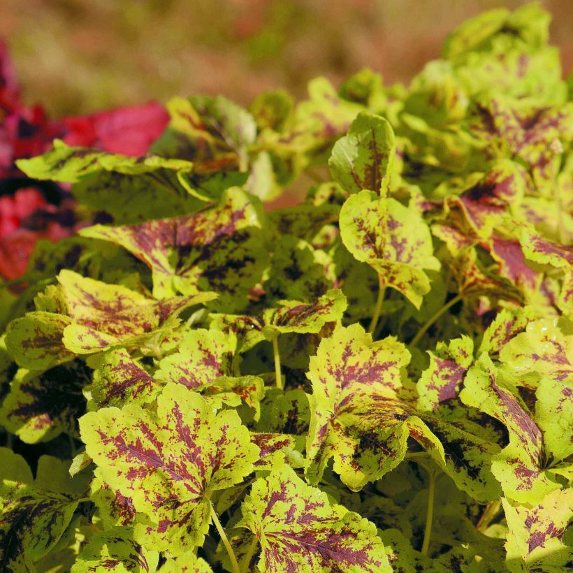 Heucherella Solar Power - Schaumglöckchen (Hafen)