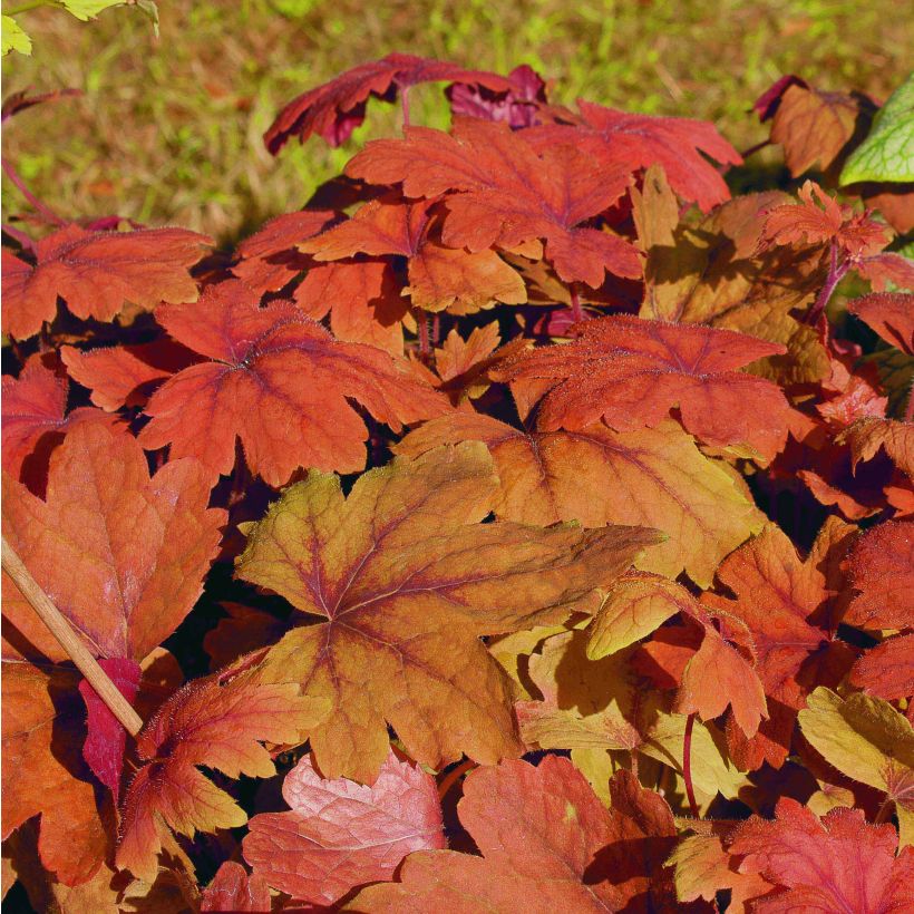 Heucherella Sweet Tea - Schaumglöckchen (Laub)