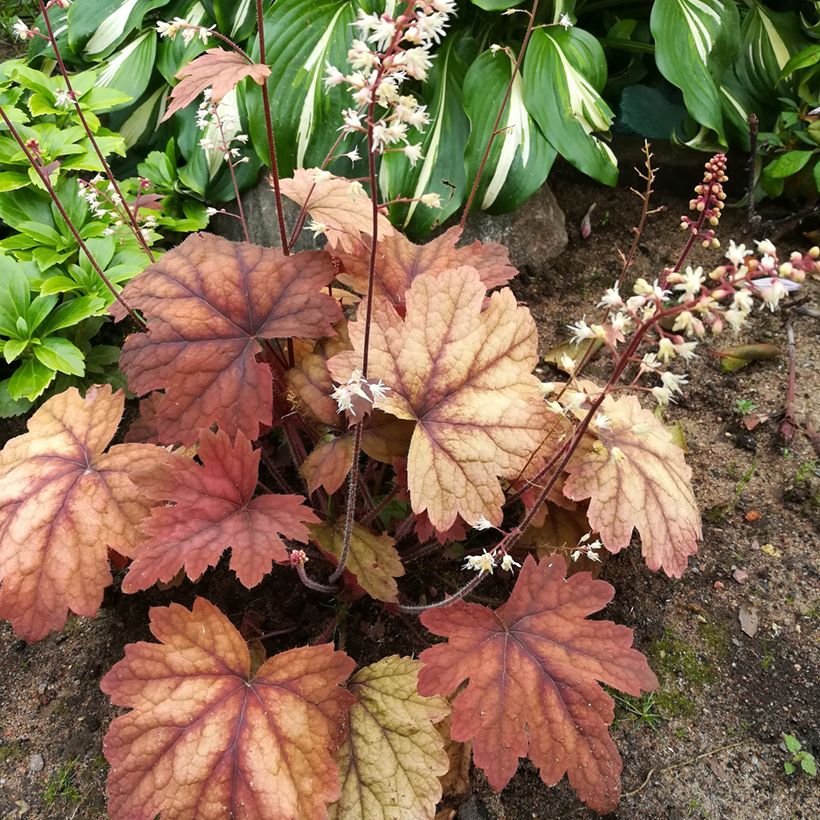 Heucherella Sweet Tea - Schaumglöckchen (Hafen)