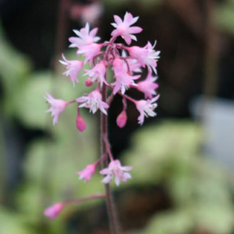 Heucherella Tapestry - Schaumglöckchen (Blüte)