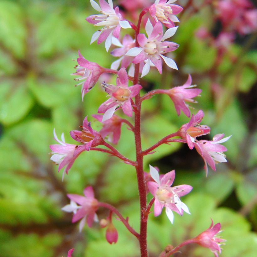 Heucherella Tapestry - Schaumglöckchen (Blüte)