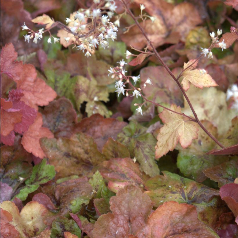 Heucherella Redstone Falls - Schaumglöckchen (Blüte)