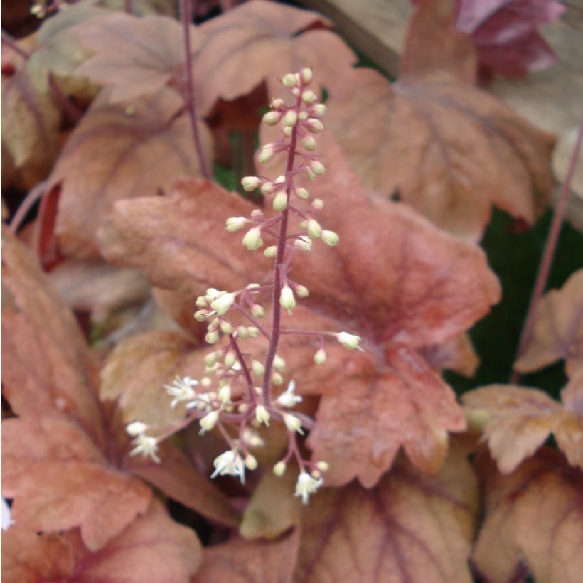 Heucherella Sweet Tea - Schaumglöckchen (Blüte)