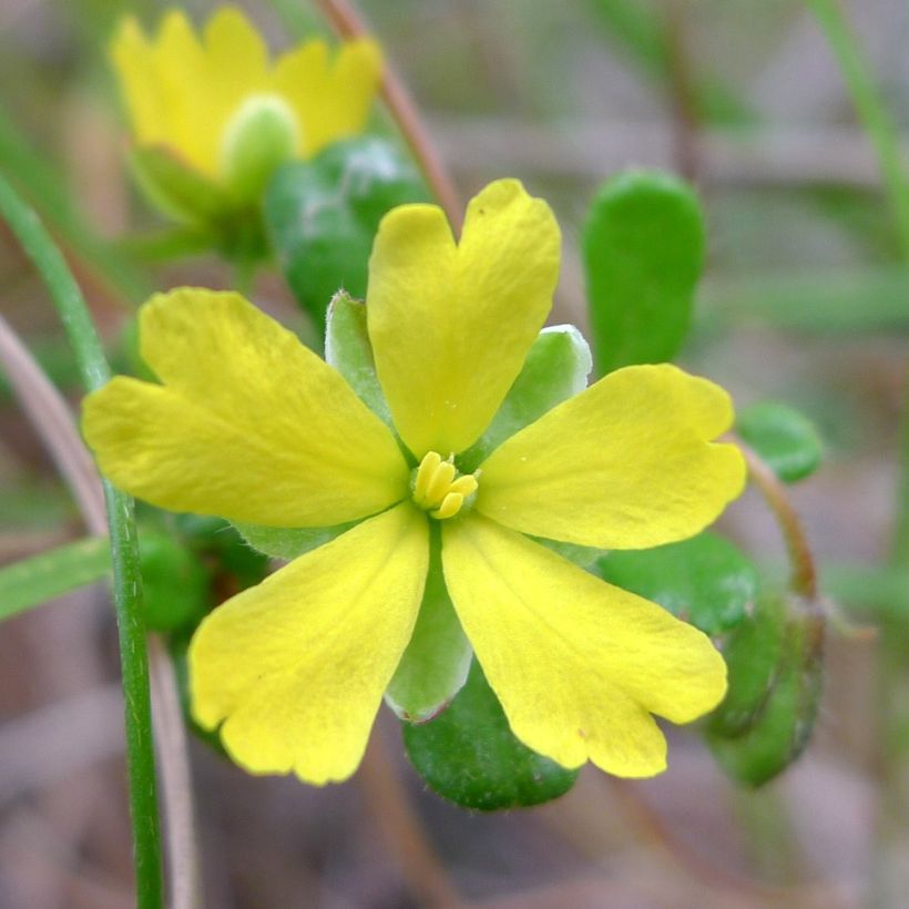 Hibbertia aspera - Münzgold (Blüte)