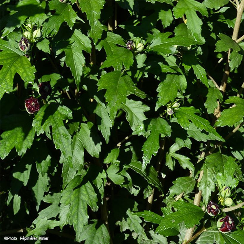 Garten-Hibiscus French Cabaret Purple - Hibiscus syriacus (Laub)