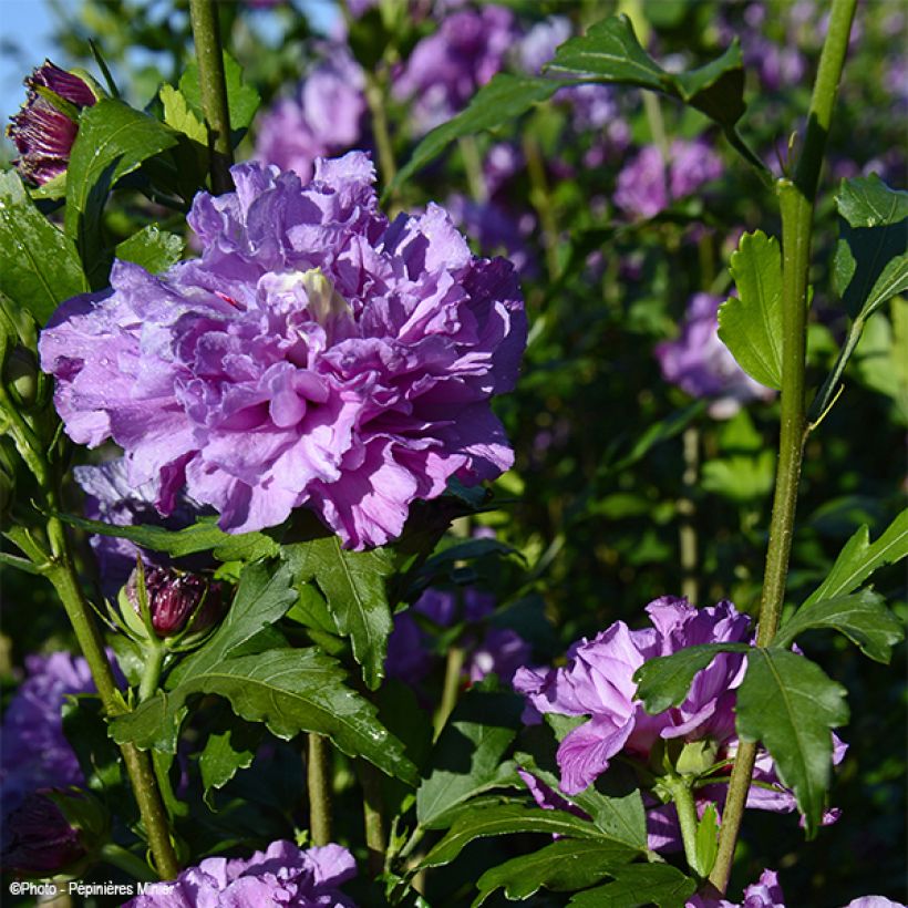 Garten-Hibiscus French Cabaret Purple - Hibiscus syriacus (Blüte)