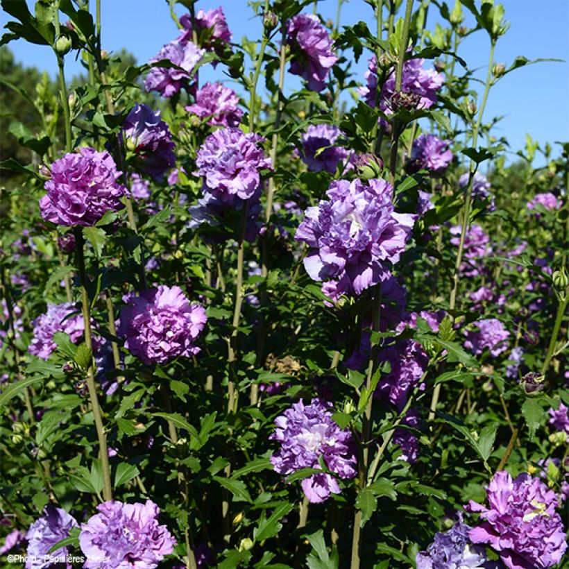 Garten-Hibiscus French Cabaret Purple - Hibiscus syriacus (Hafen)