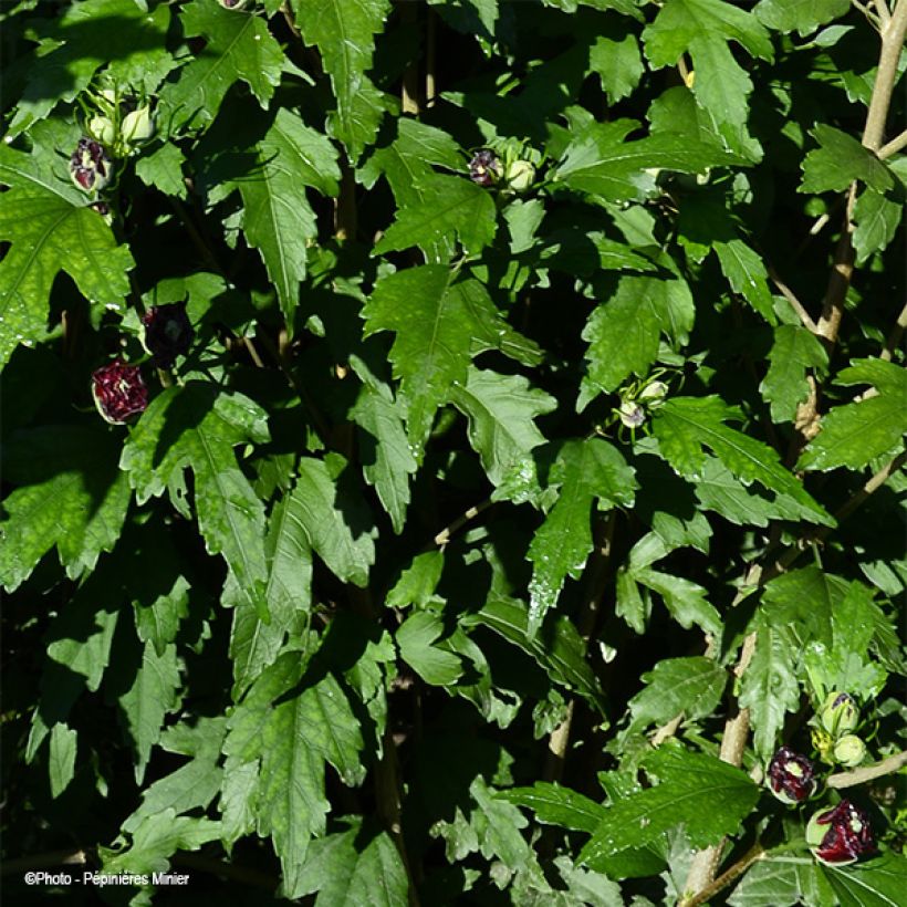 Garten-Hibiscus French Cabaret Red - Hibiscus syriacus (Laub)