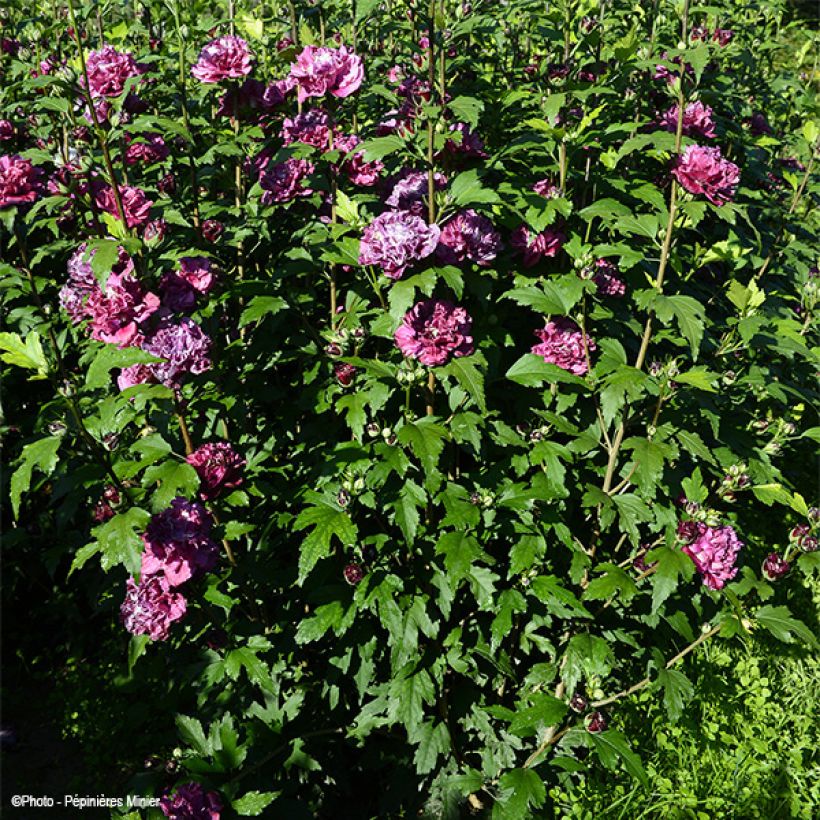 Garten-Hibiscus French Cabaret Red - Hibiscus syriacus (Hafen)