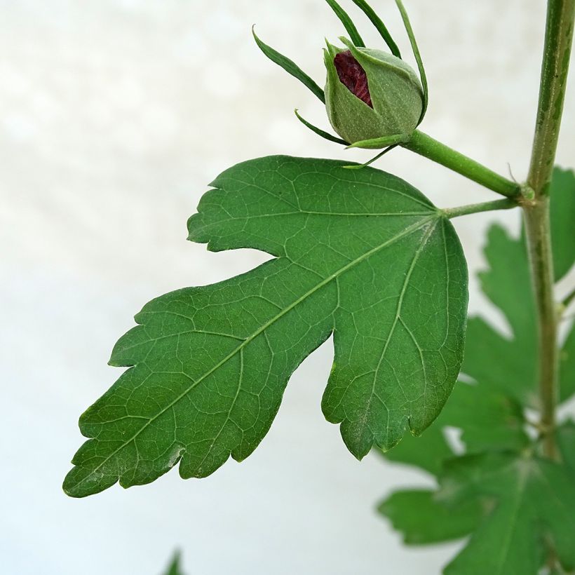 Garten-Hibiscus Pink Giant - Hibiscus syriacus (Laub)