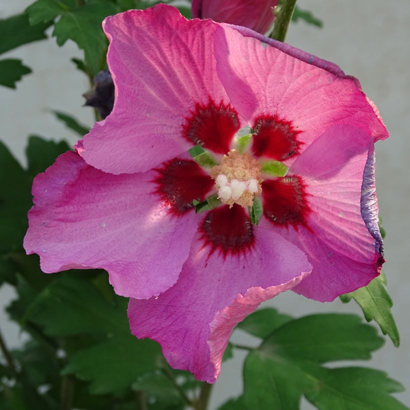 Garten-Hibiscus Pink Giant - Hibiscus syriacus (Blüte)