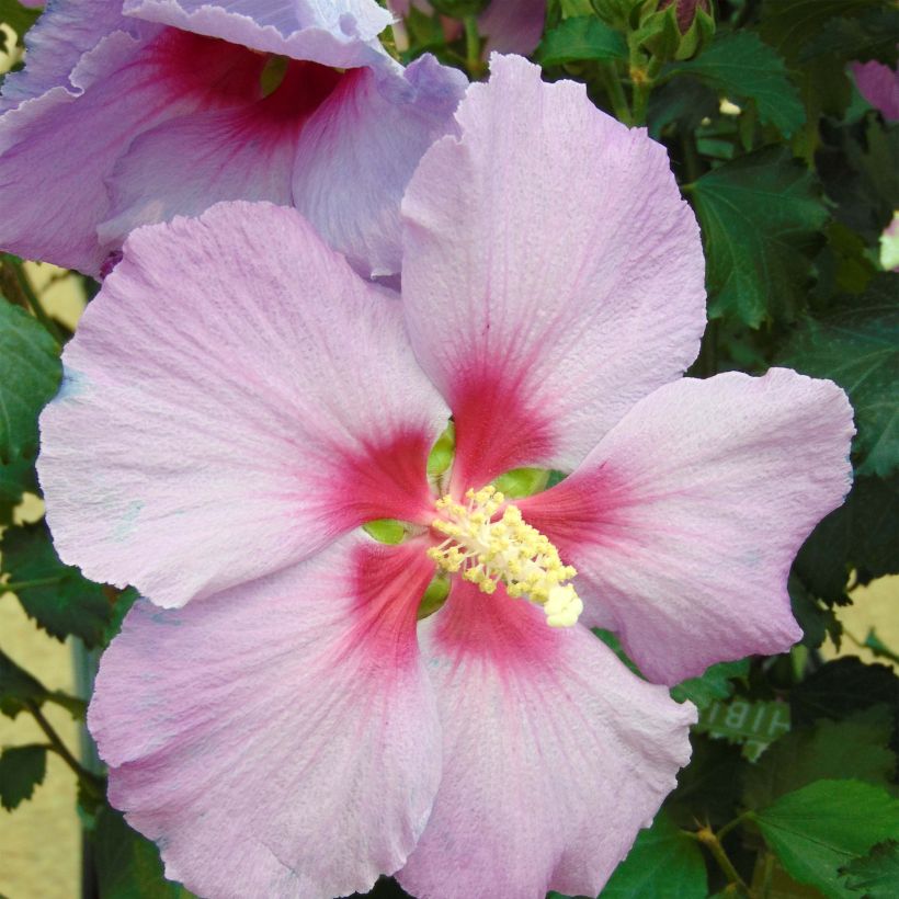 Hibiscus Rose Moon - Garten-Hibiscus (Blüte)