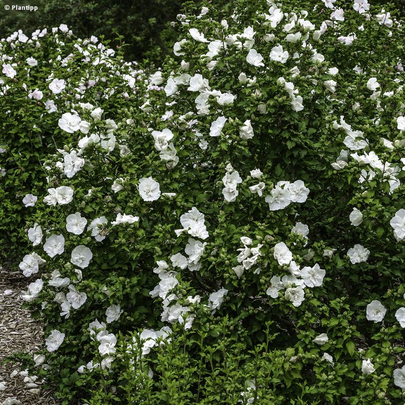 Garten-Hibiscus White Chiffon - Hibiscus syriacus (Hafen)