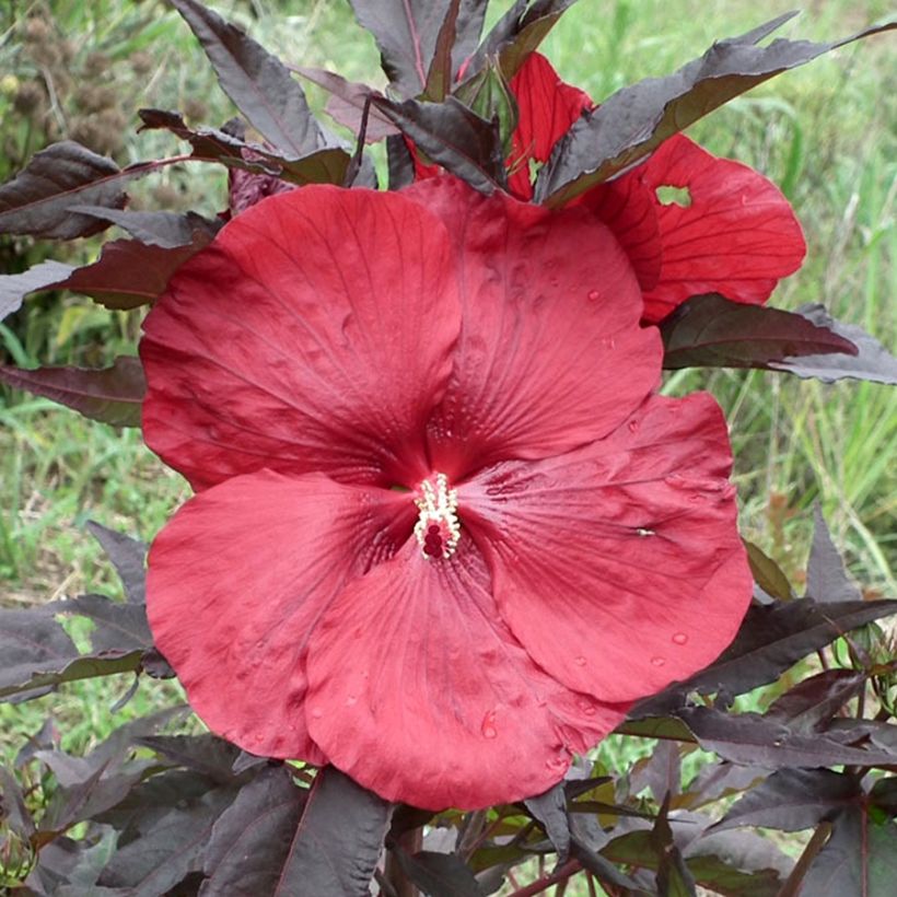 Hibiscus moscheutos Carrousel Geant Red - Sumpfeibisch (Blüte)