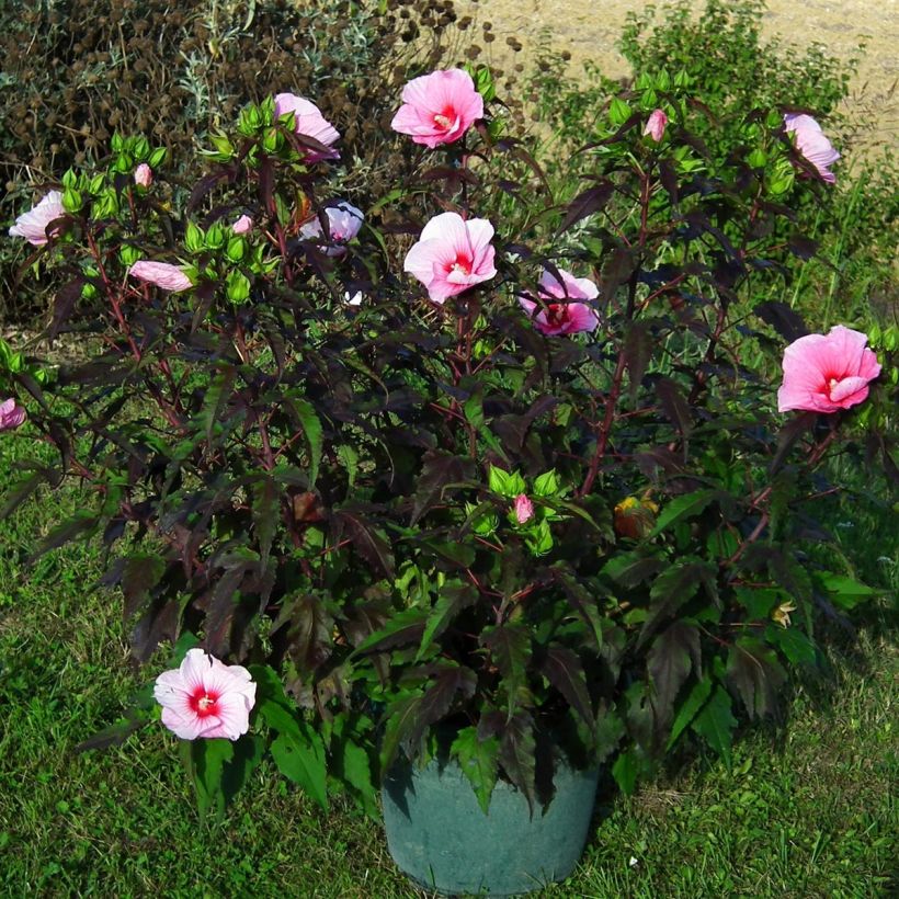 Hibiscus moscheutos Joli Coeur - Sumpfeibisch (Hafen)