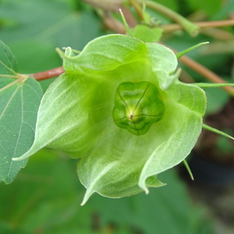 Hibiscus moscheutos PLANET Griotte - Sumpfeibisch (Ernte)