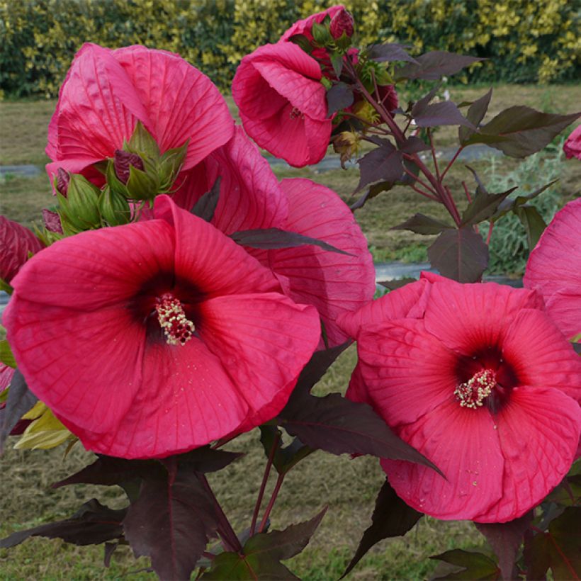 Hibiscus moscheutos PLANET Griotte - Sumpfeibisch (Laub)