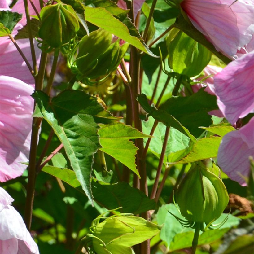 Hibiscus moscheutos PLANET Solène - Sumpfeibisch (Laub)