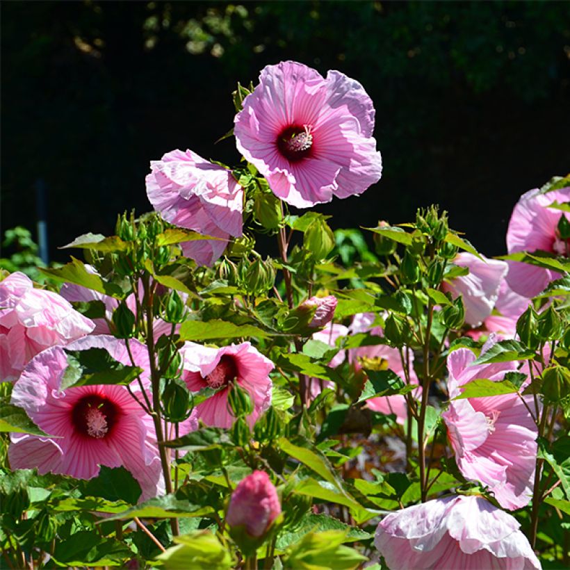 Hibiscus moscheutos PLANET Solène - Sumpfeibisch (Blüte)