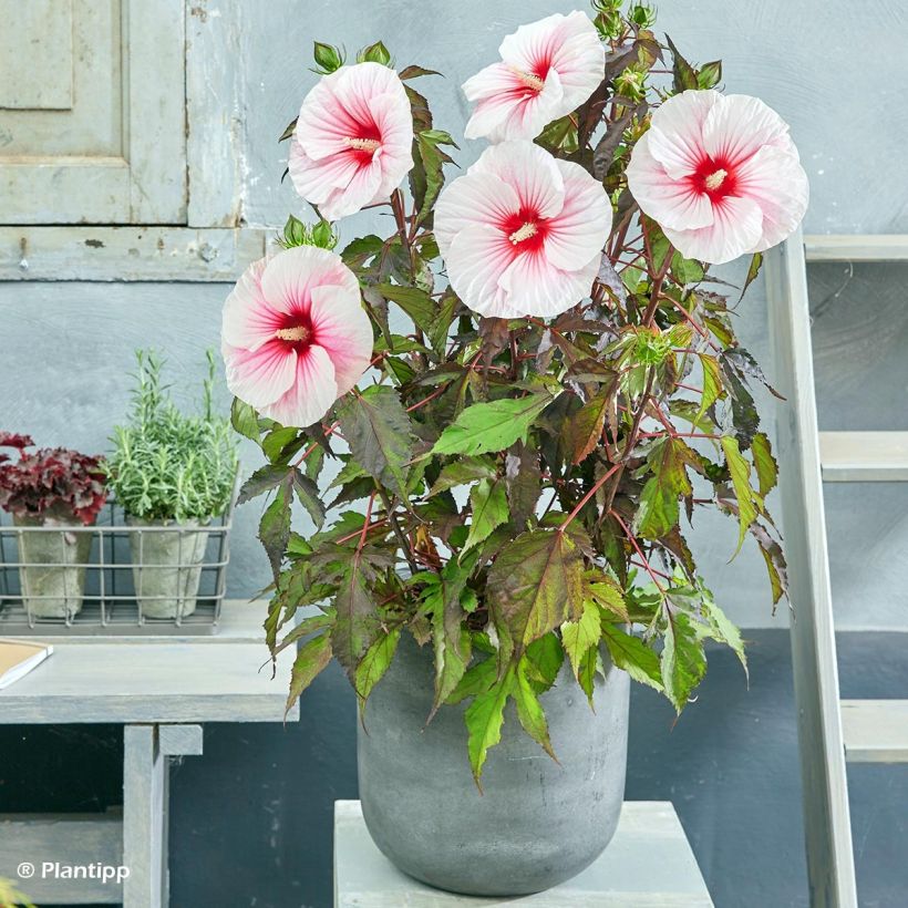 Hibiscus moscheutos Pink Candy - Sumpfeibisch (Hafen)