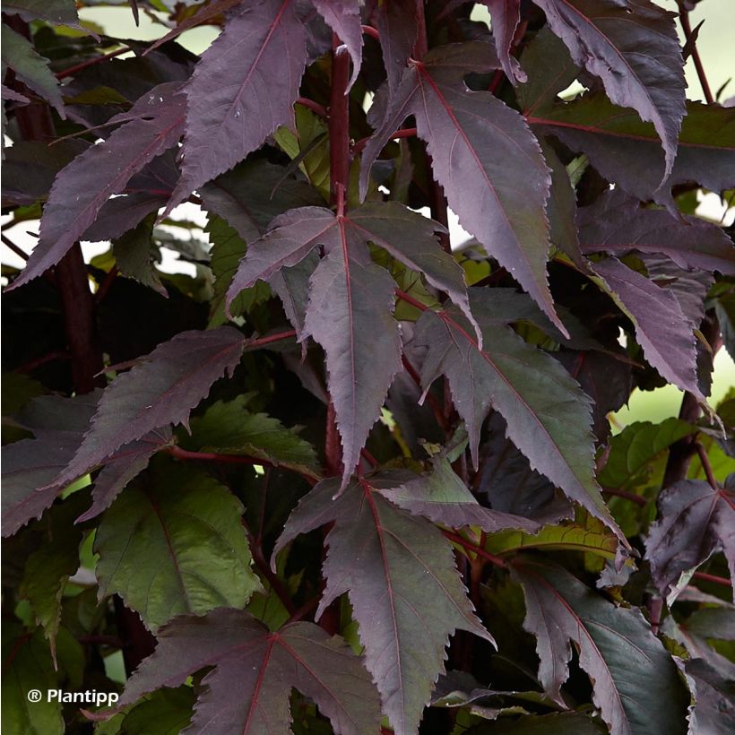 Hibiscus moscheutos Pink Passion - Sumpfeibisch (Laub)