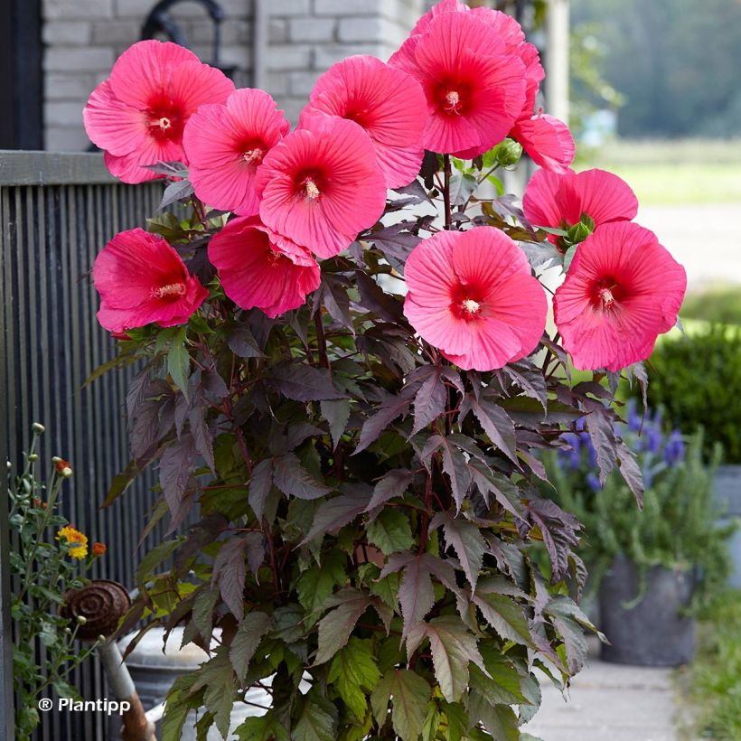 Hibiscus moscheutos Pink Passion - Sumpfeibisch (Hafen)