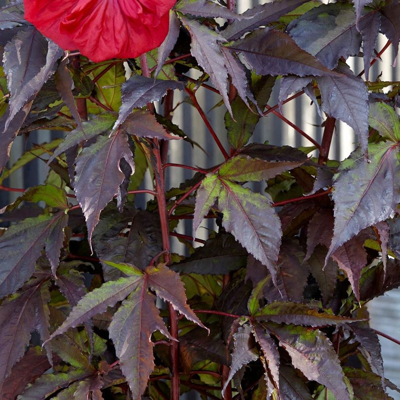 Hibiscus moscheutos Red Wine - Sumpfeibisch (Laub)