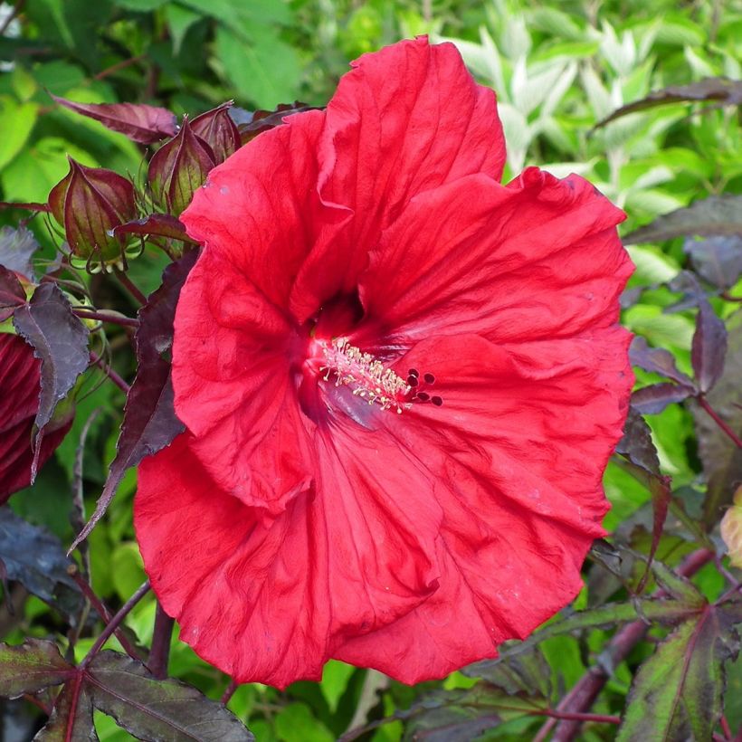 Hibiscus moscheutos Red Wine - Sumpfeibisch (Blüte)