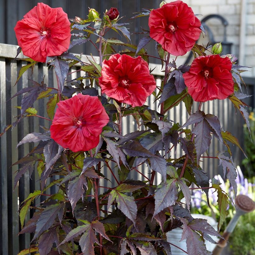 Hibiscus moscheutos Red Wine - Sumpfeibisch (Hafen)