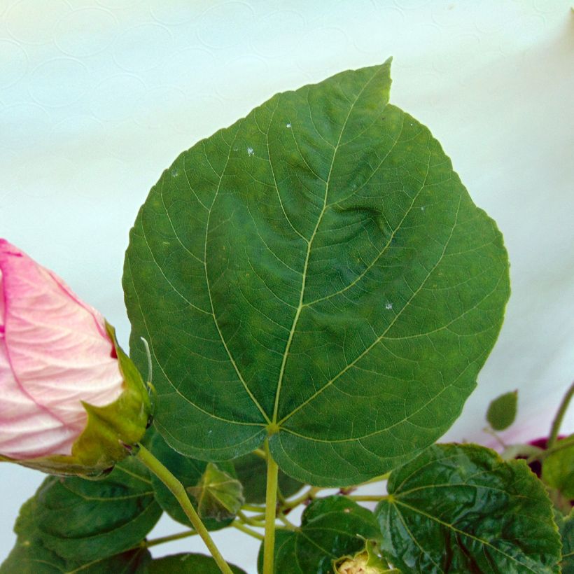 Hibiscus moscheutos Rose - Sumpfeibisch (Laub)