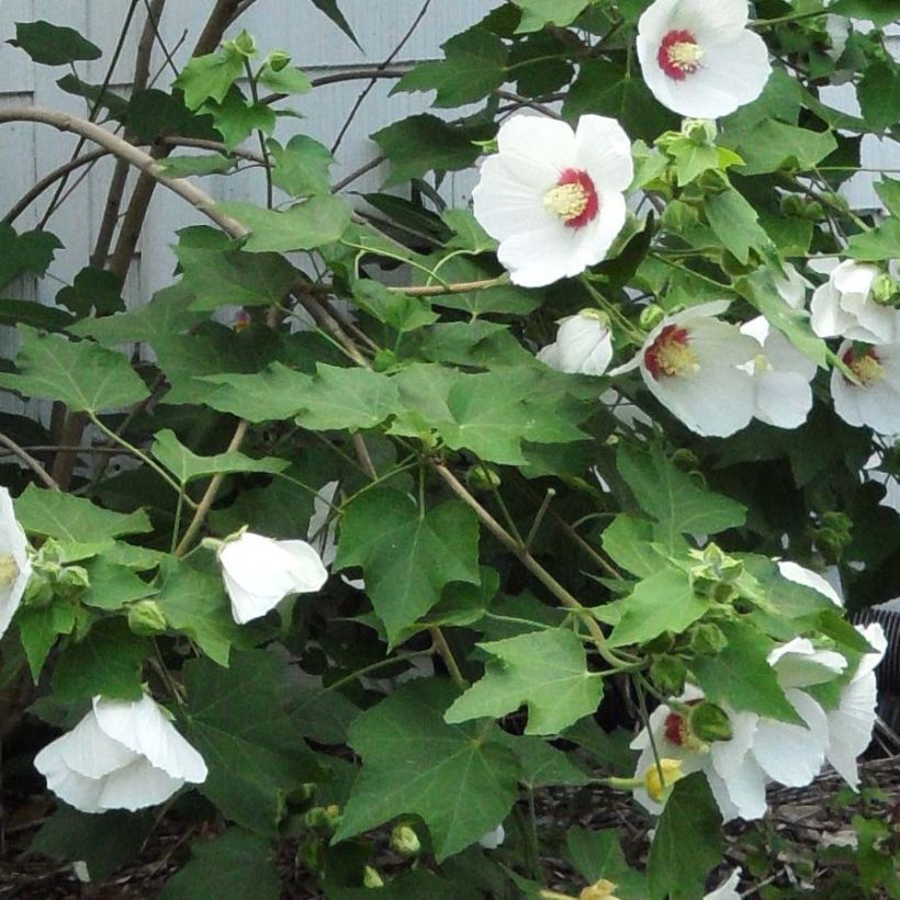 Hibiscus paramutabilis - Hibiskus (Laub)