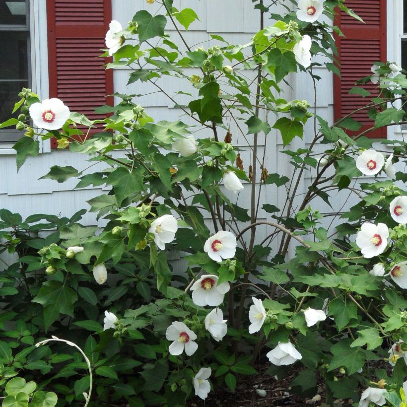 Hibiscus paramutabilis - Hibiskus (Blüte)