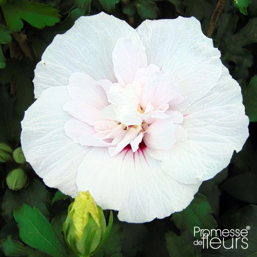 Garten-Hibiscus China Chiffon - Hibiscus syriacus (Blüte)