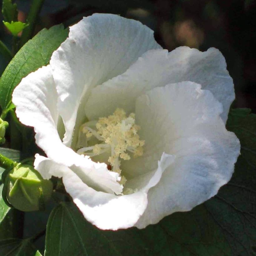 Garten-Hibiscus Diana - Hibiscus syriacus (Blüte)