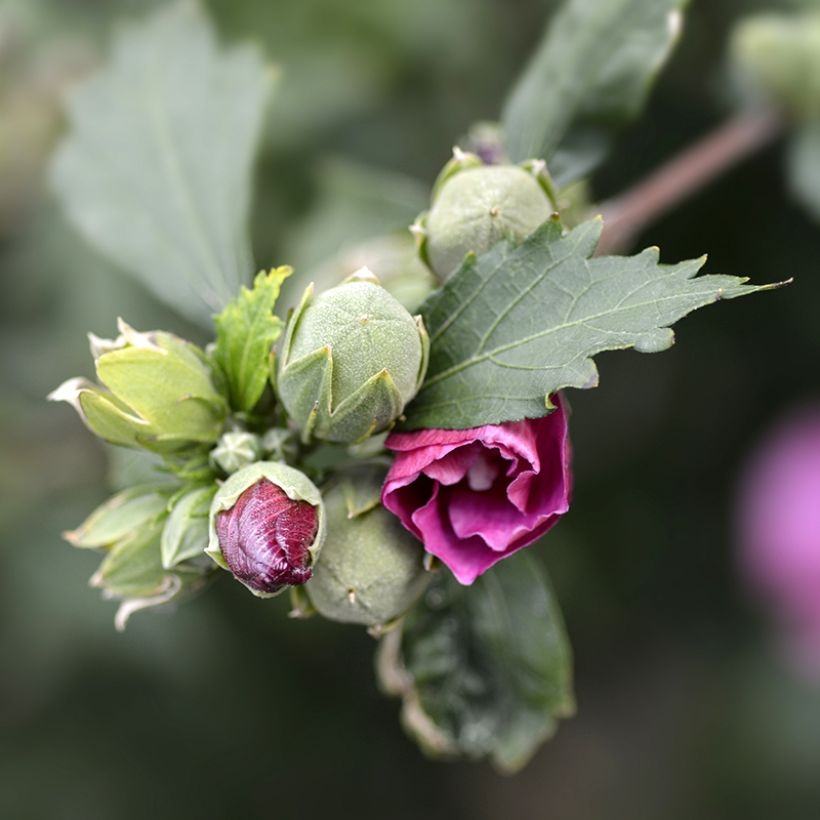 Garten-Hibiscus Duc de Brabant - Hibiscus syriacus (Laub)