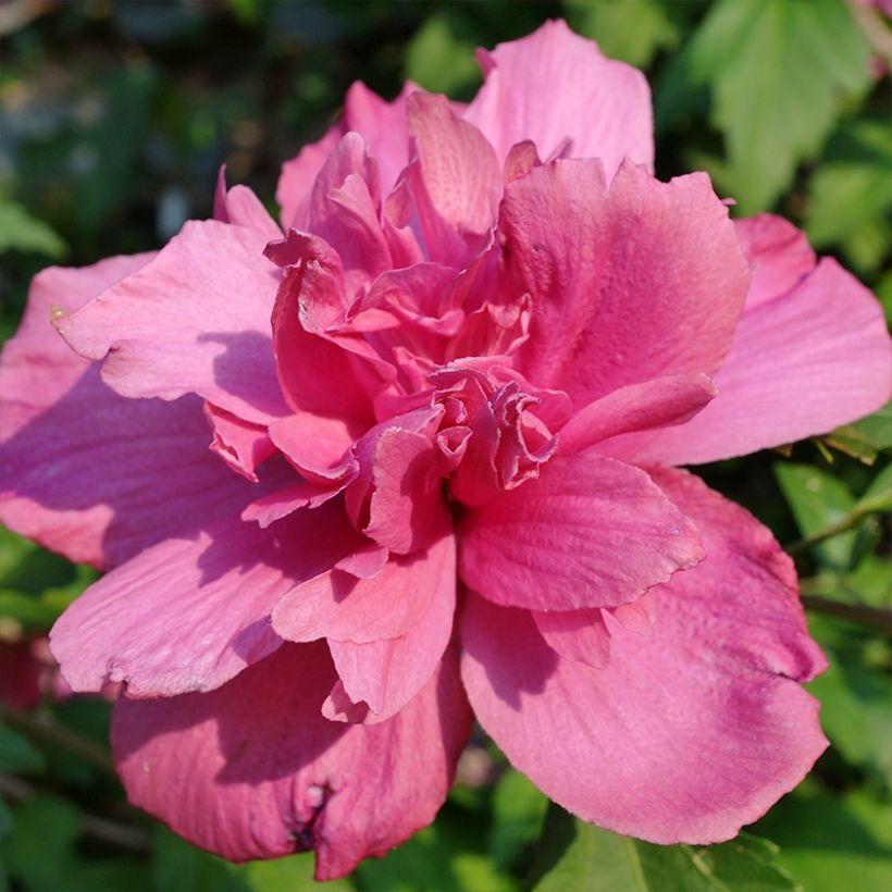 Garten-Hibiscus Duc de Brabant - Hibiscus syriacus (Blüte)