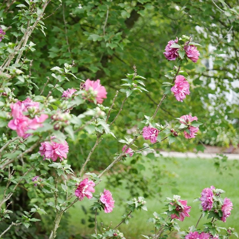 Garten-Hibiscus Duc de Brabant - Hibiscus syriacus (Hafen)