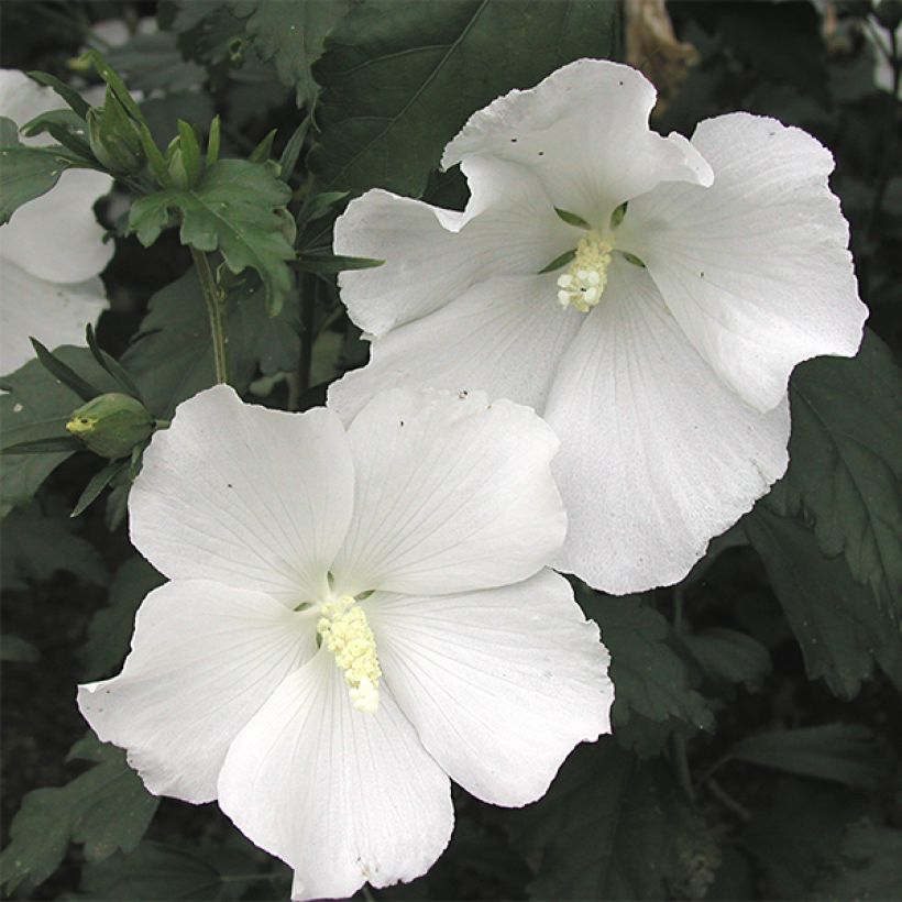 Garten-Hibiscus Eléonore - Hibiscus syriacus (Blüte)