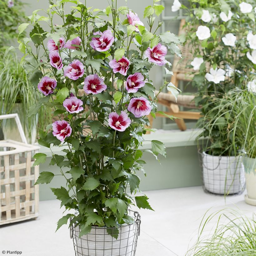 Garten-Hibiscus Flower Tower Purple - Hibiscus syriacus (Hafen)