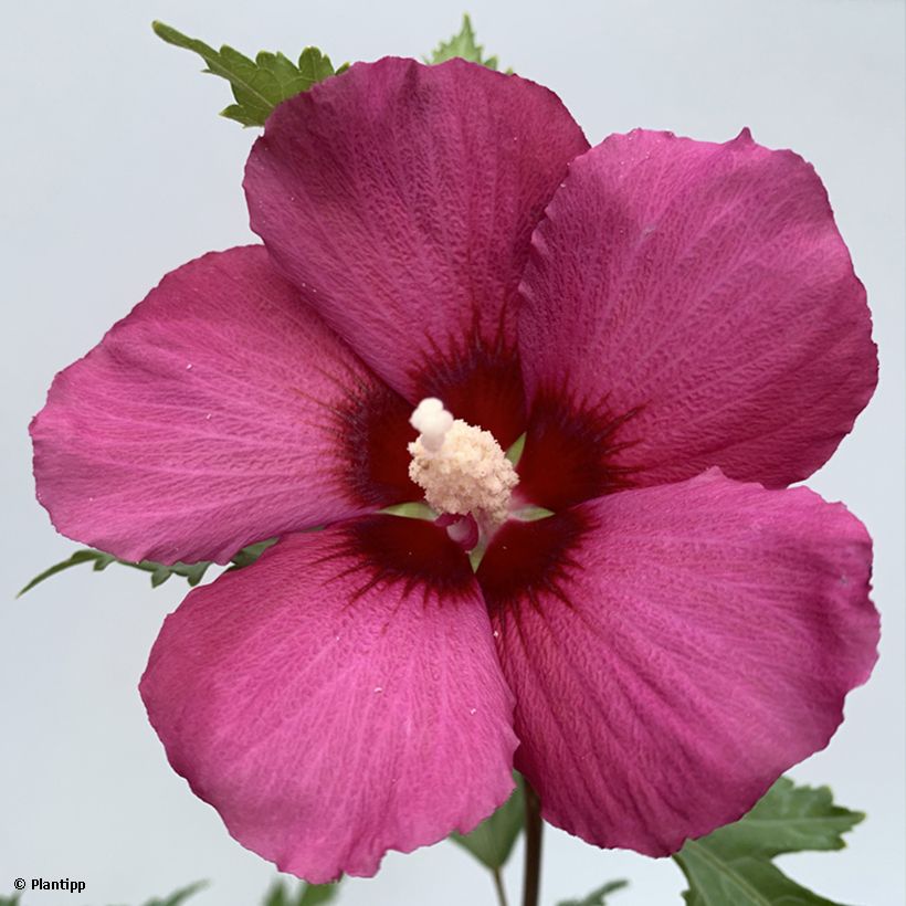 Garten-Hibiscus Flower Tower Ruby - Hibiscus syriacus (Blüte)