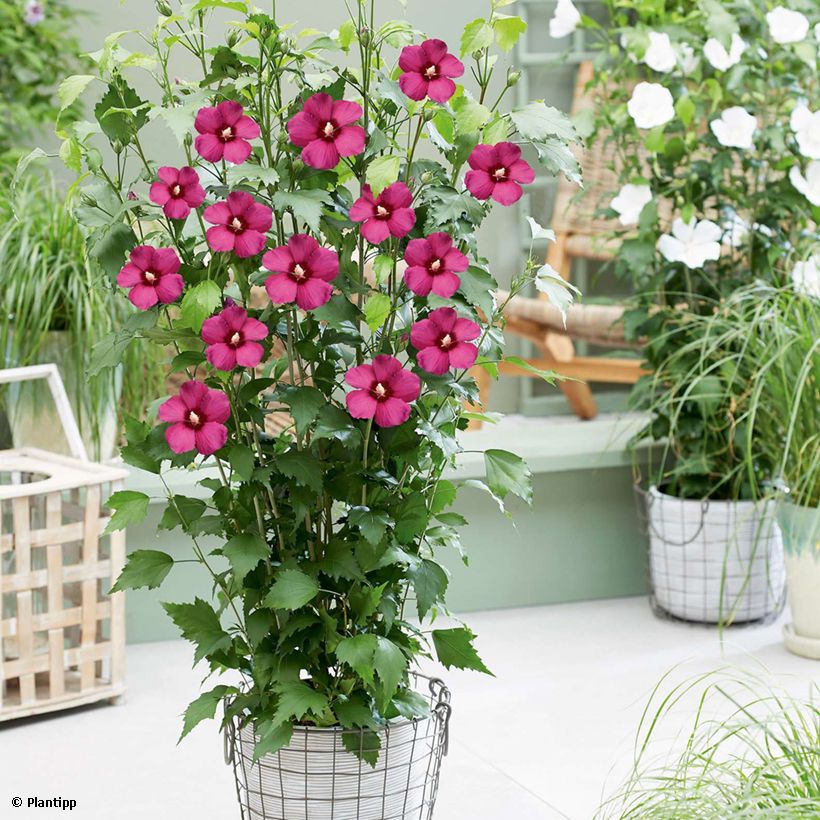 Garten-Hibiscus Flower Tower Ruby - Hibiscus syriacus (Hafen)