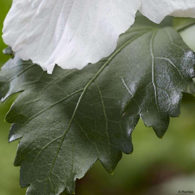 Garten-Hibiscus Flower Tower White - Hibiscus syriacus (Laub)