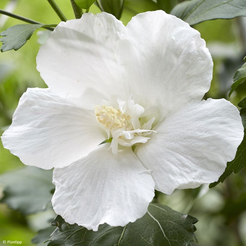 Garten-Hibiscus Flower Tower White - Hibiscus syriacus (Blüte)